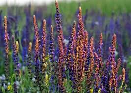 Clary Sage Essential Oil