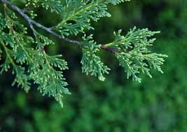 Cypress Essential Oil