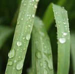 Citronella Essential Oil