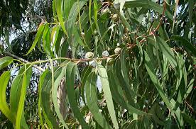 Eucalyptus Essential Oil