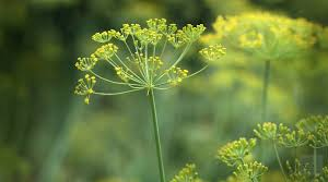 Fennel Essential Oil