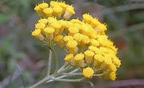 Helichrysum Essential Oil