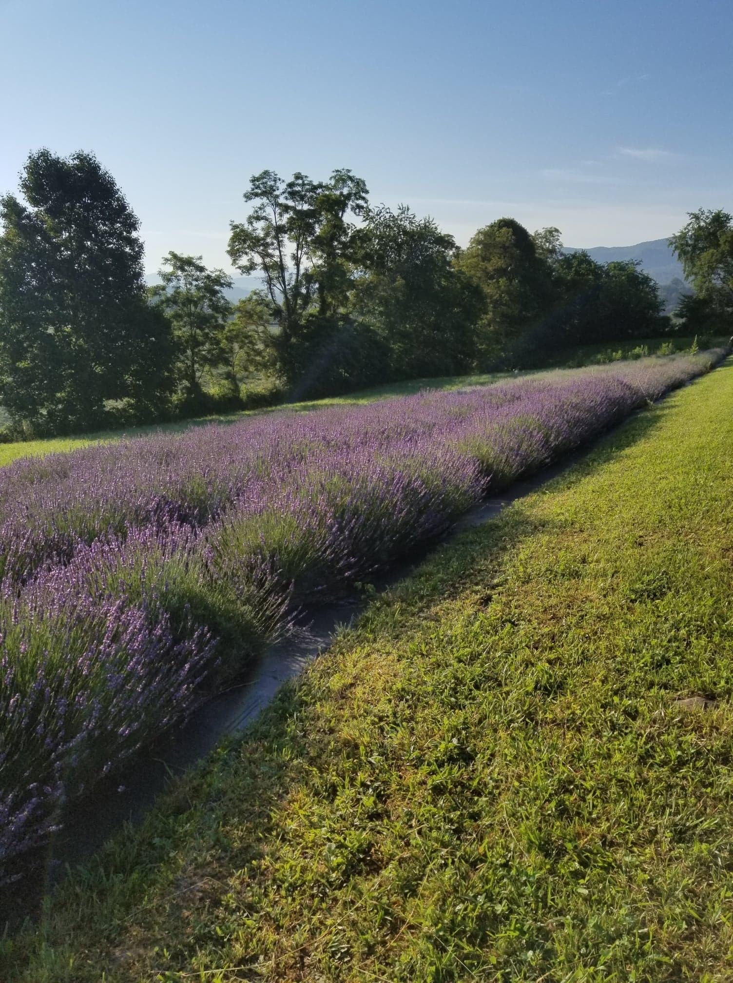 lavender patch