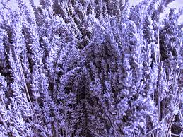 Lavender Essential Oil