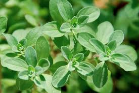Marjoram Essential Oil