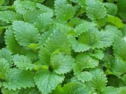 Melissa Leaf Essential Oil