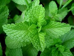 Peppermint Essential Oil
