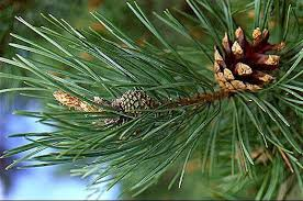 Pine Essential Oil
