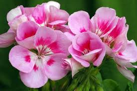 Rose Geranium Essential Oil
