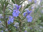 Rosemary Essential Oil