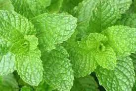 Spearmint Essential Oil