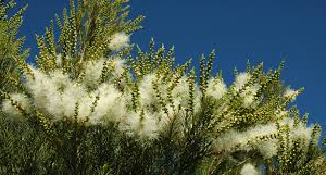 Tea Tree Essential Oil