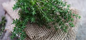 Thyme Essential Oil