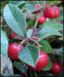 Wintergreen Essential Oil