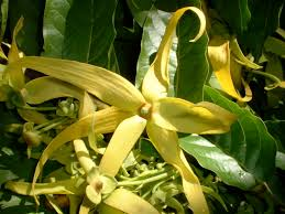 Ylang Ylang Essential Oil