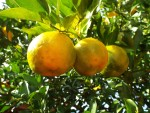 Bergamot Essential Oil